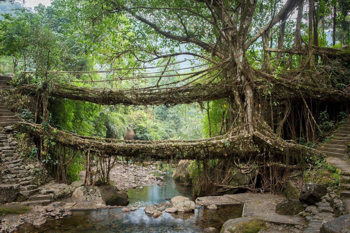 Puentes Raíz o Puentes Vivientes, India