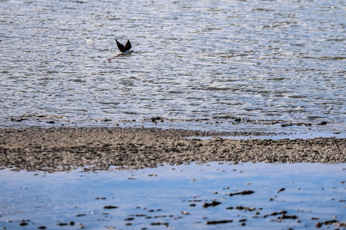 Las imágenes de la jornada en el observatorio de aves en ses Salines de Ibiza