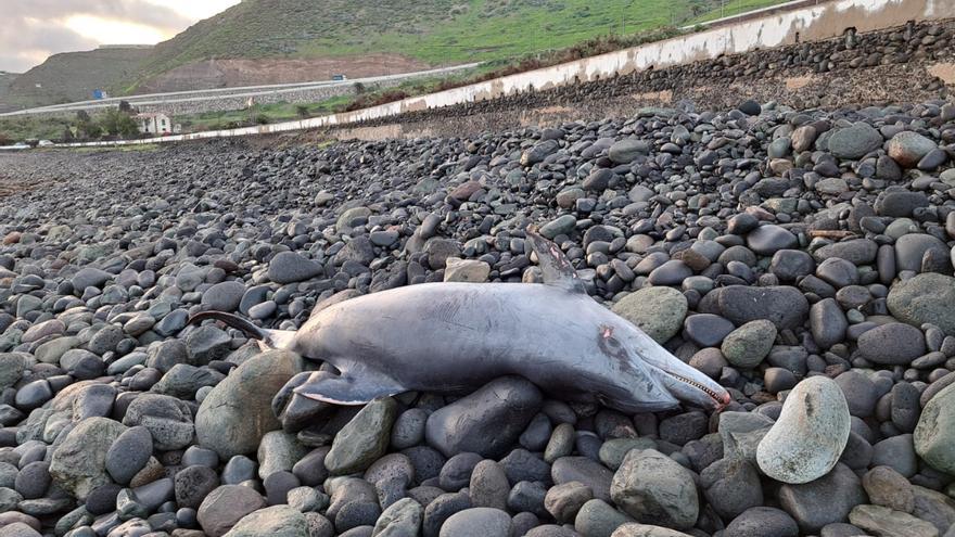 Hallan un delfín muerto en Moya