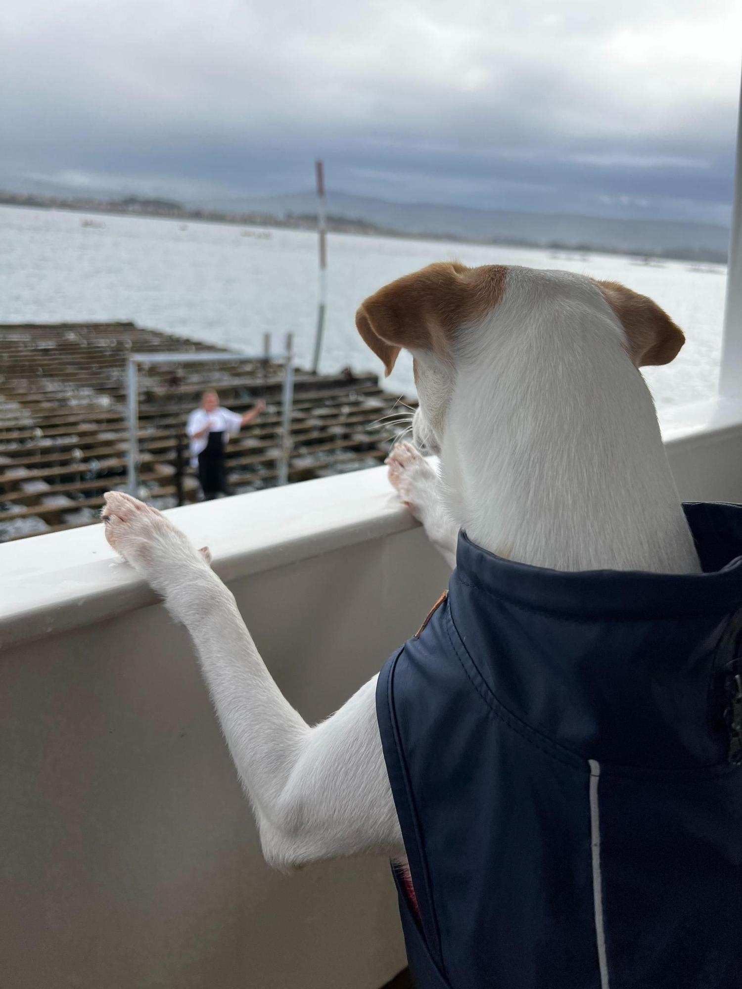 Así disfruta  de las Rías Baixas el perro "influencer" Pipper