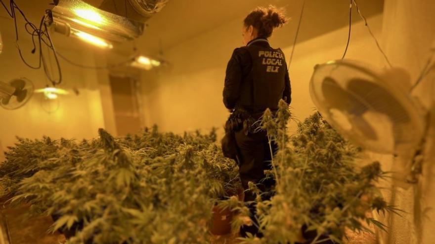 Cultivo de marihuana en un piso de Los Palmerales
