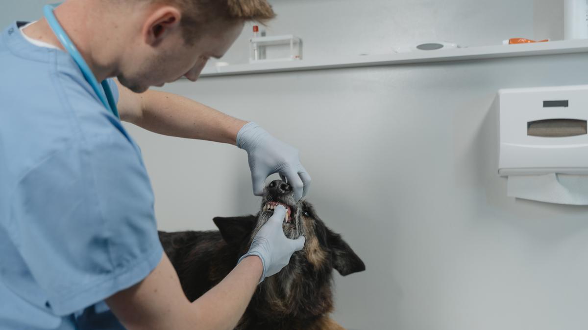 Un perro en la clínica veterinaria.