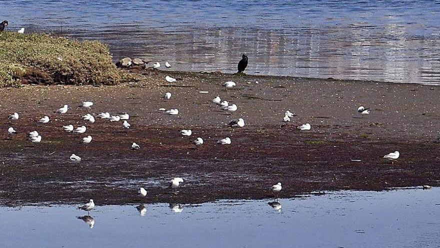 Pájaros en la ría.