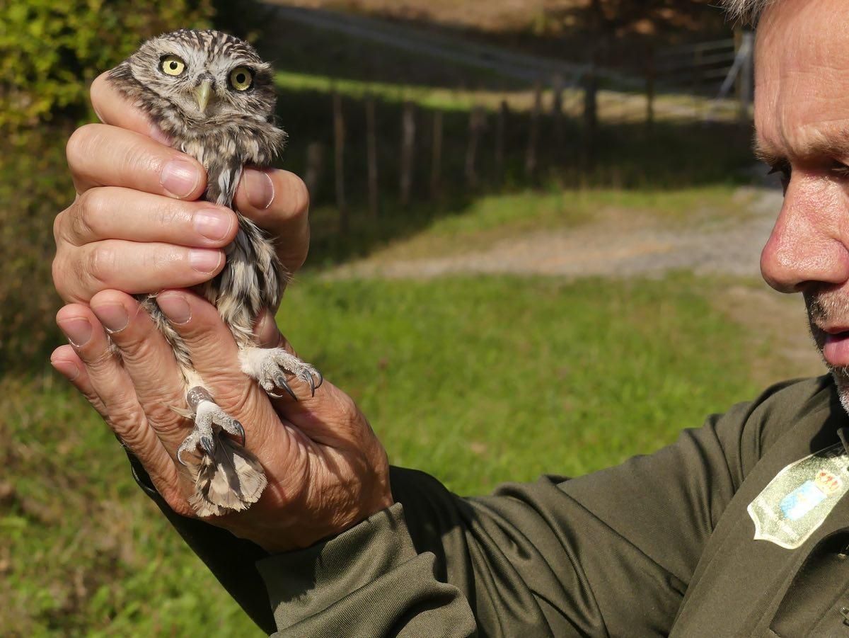 Los "pacientes" del HUCA de los animales de Asturias