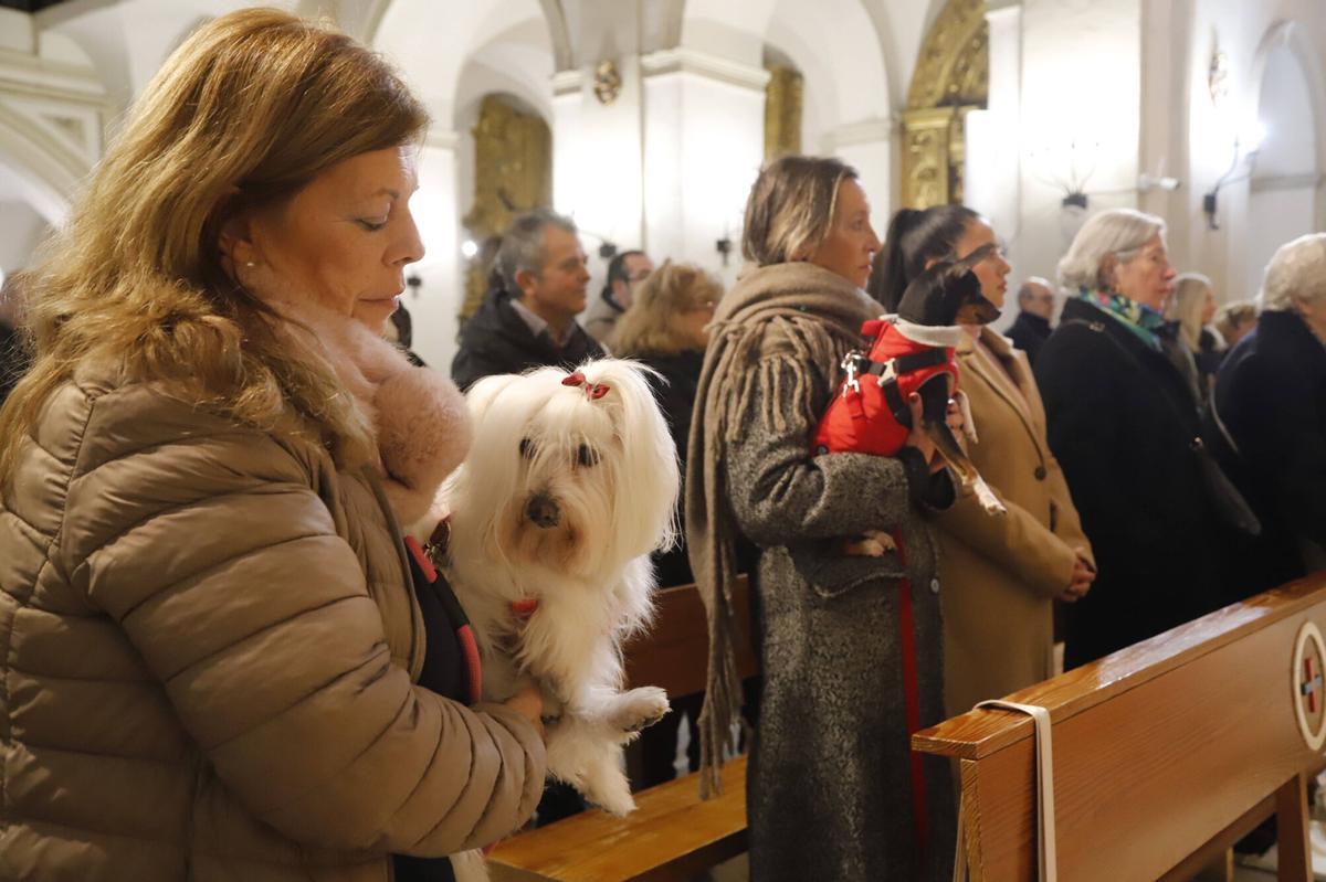 Bendición de mascotas por el día de San Antón en Córdoba