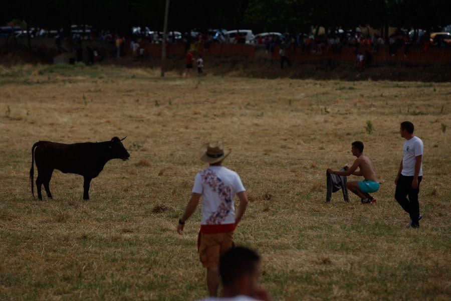 Fiestas en Zamora: Espante de vacas en Fuentesaúco