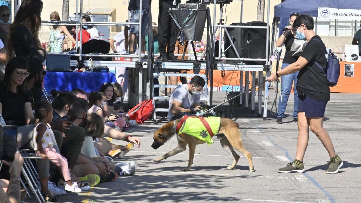 Vila-real busca un nuevo hogar a perros y gatos en la feria de la adopción.