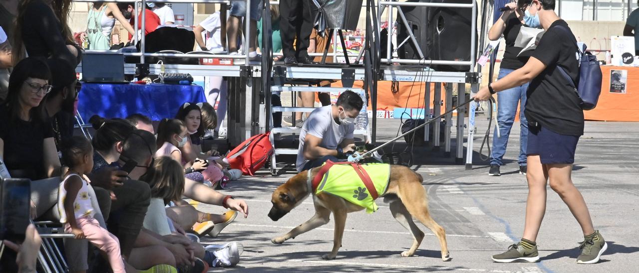 Vila-real busca un nuevo hogar a perros y gatos en la feria de la adopción