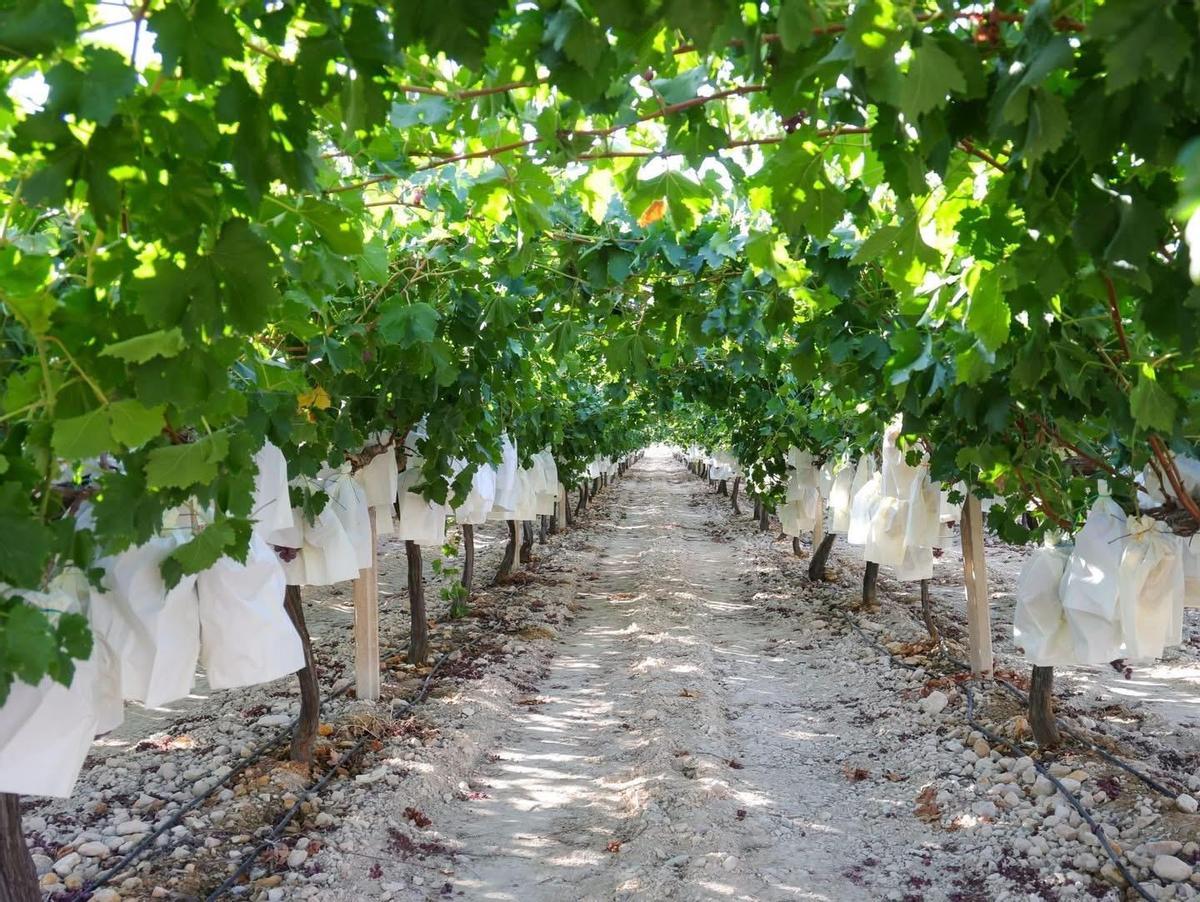 Plantación dfe uva embolsada del Vinalopó.