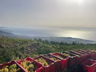 La vendimia canaria desde dentro: cuando un año entero se decide en un día