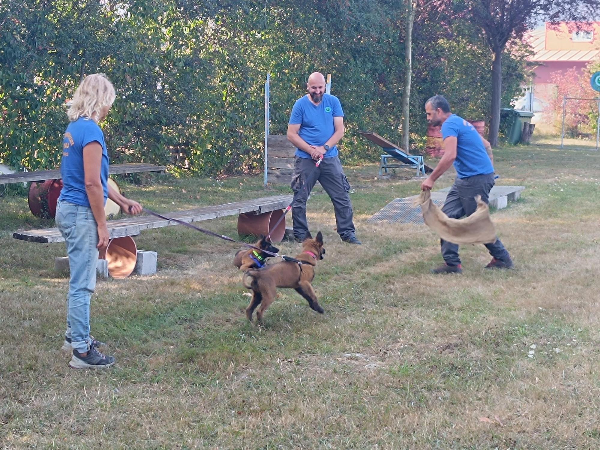 Así entrenan los nuevos integrantes de la Unidad Canina de Rescate del Principado