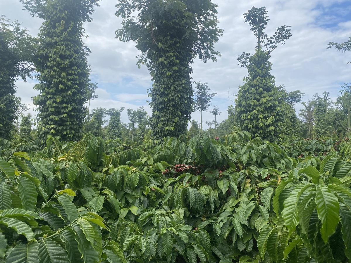 Una pequeña plantación de café vietnamita donde se cultivan, ahora también, árboles de pimienta