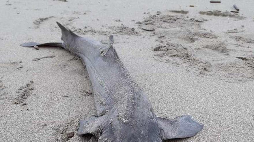 El tiburón visera muerto, sobre la arena de la playa de Salinas.