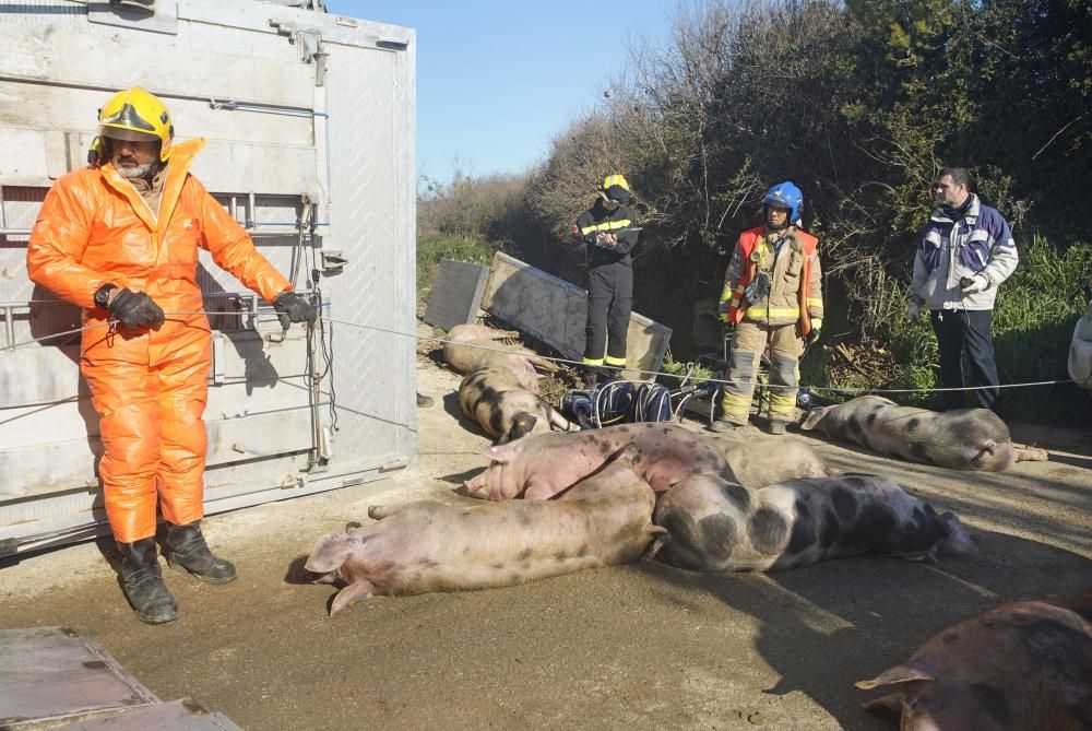 Bolca un camió amb porcs a la Tallada d'Empordà