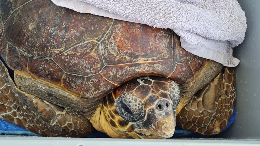 El 75% de tortugas rescatadas en Baleares estaban enredadas en plásticos