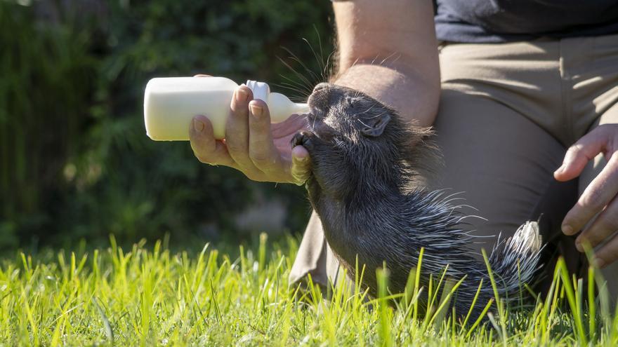 Nacen en Bioparc los mellizos del puercoespín más grande del mundo