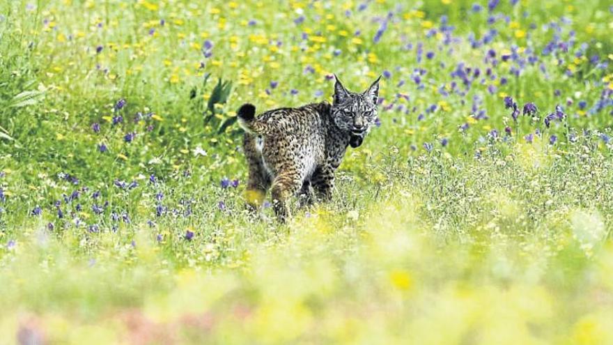 La recuperación del lince ibérico