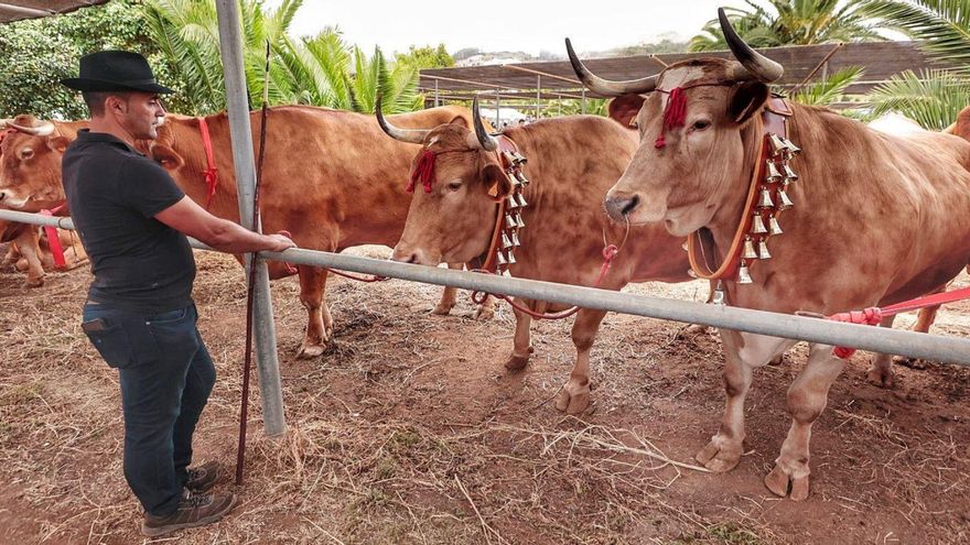 Un ganadero con sus vacas en La Laguna.