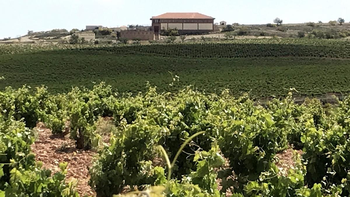 Los viñedos de Hacienda Molleda se encuentran en Tosos, a 700-750 m de altitud