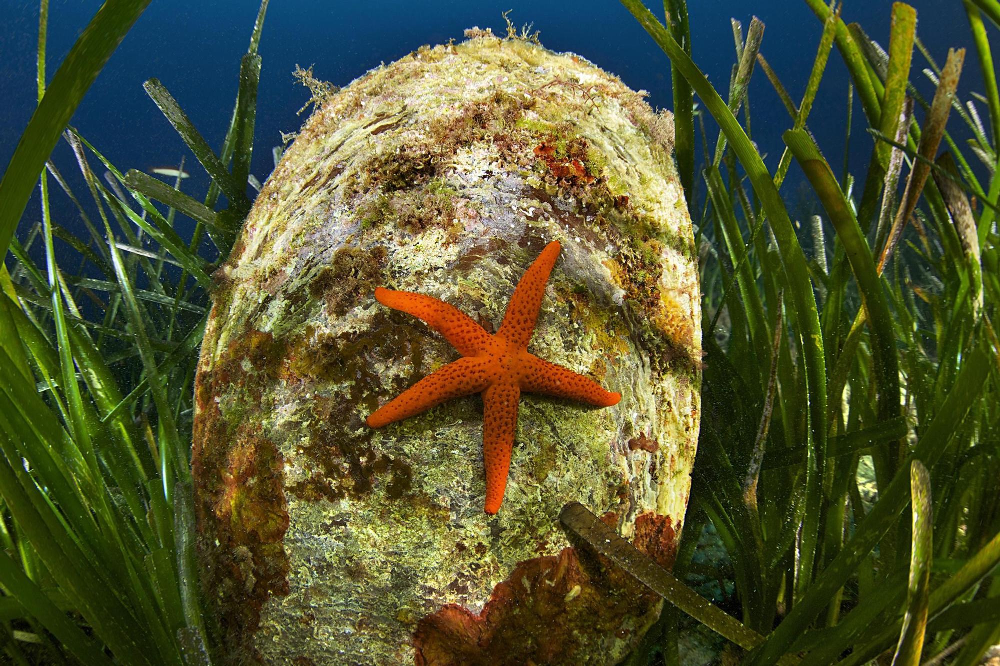 La nacra y la estrella