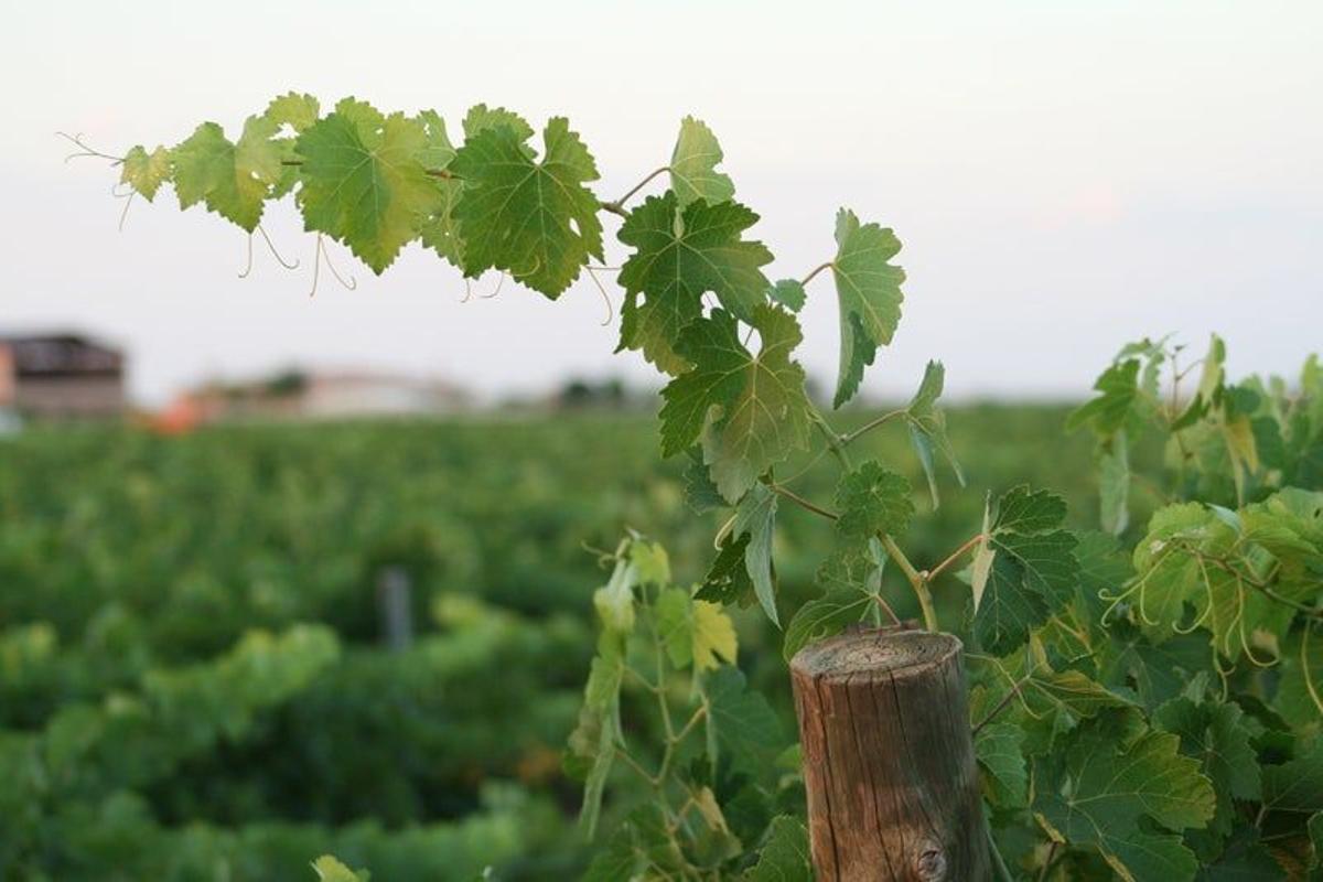 El refugio, vino