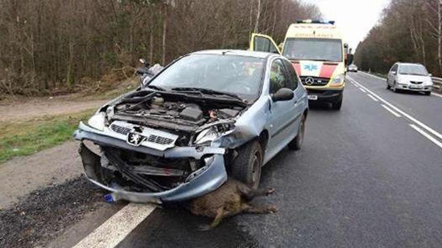 Los accidentes con jabalís crecen un 32% este año y ya son 12 al mes en la provincia