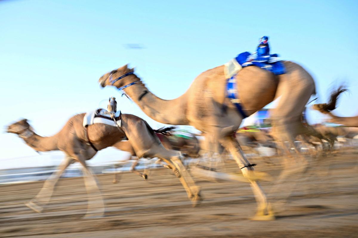 Carrera de camellos con jinetes-robot en Al Sheehaniya (Doha).