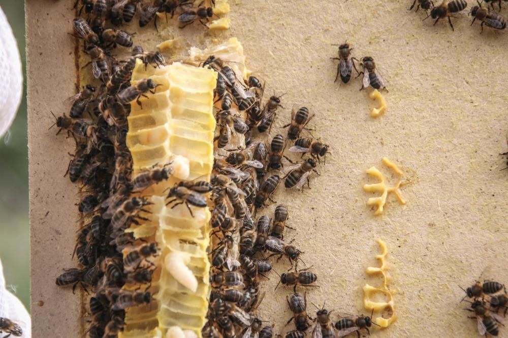 La fumigación contra la Xylella acaba con el 30% de los panales de abejas de la provincia de Alicante.