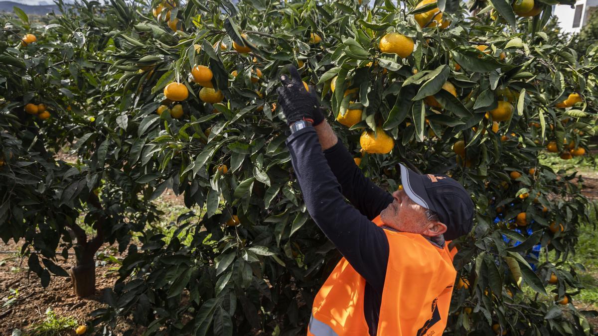 España es el líder mundial en  la exportación de cítricos.