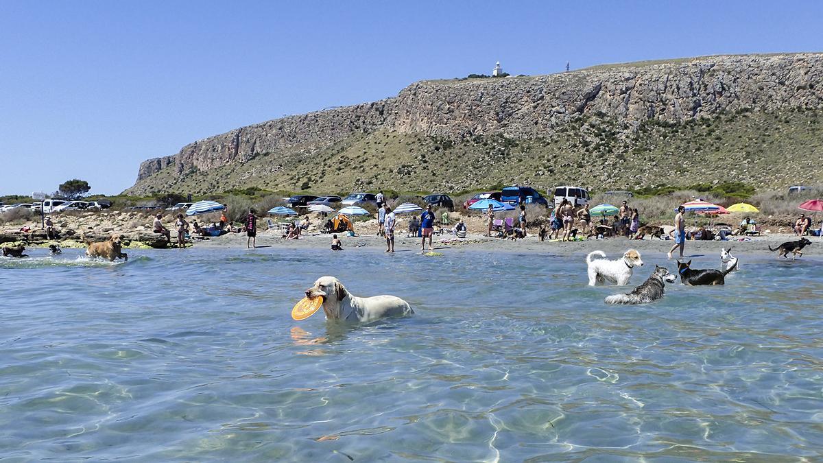 Santa Pola cuenta con un de las playas que permiten perros más populares de la Comunidad Valenciana, la Caleta dels Gossets
