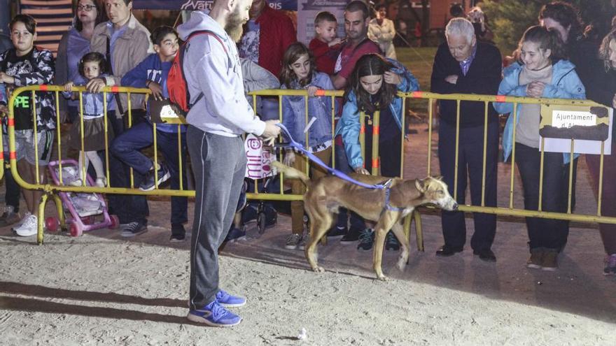 Un desfile canino en busca de casa de acogida