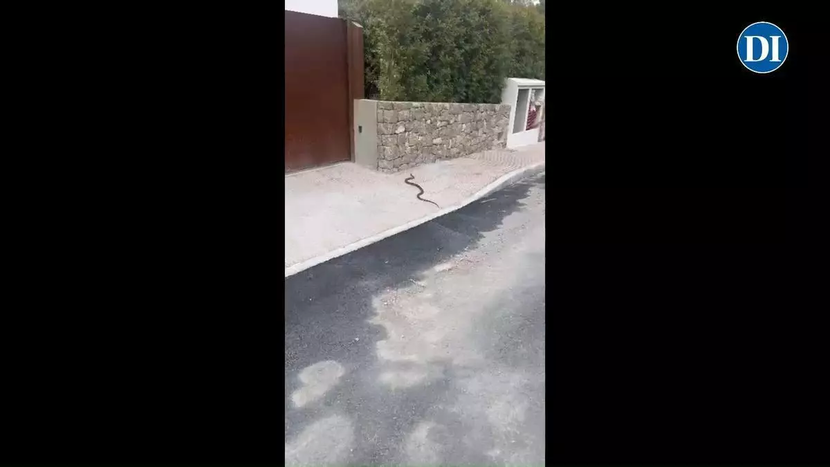 Una serpiente "enorme" sorprende a una vecina en Ibiza: "Medía más de un metro, era gorda"
