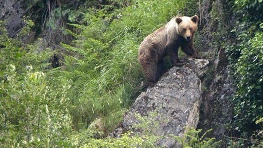 La población de osos en el Pirineo alcanza los 64 ejemplares