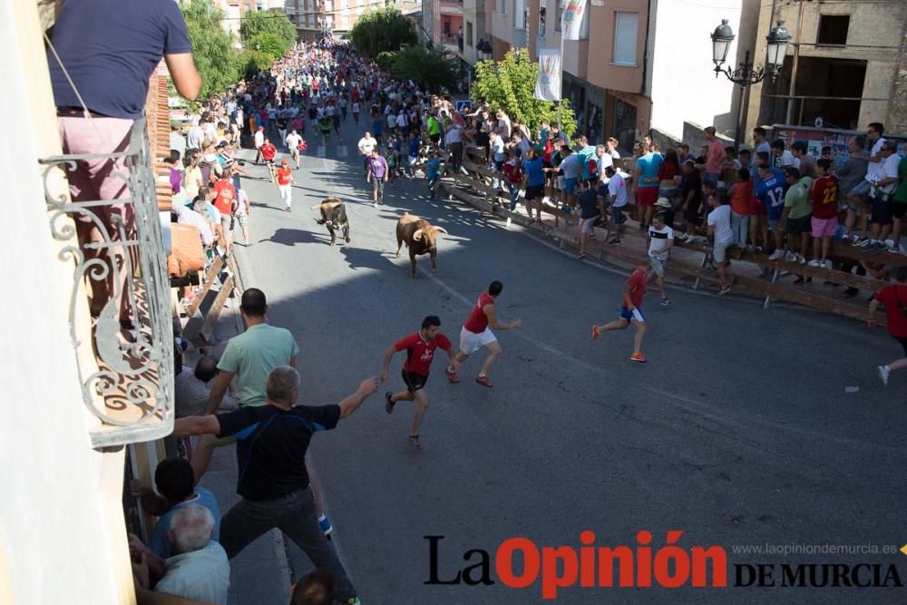 Suelta de toros en Moratalla