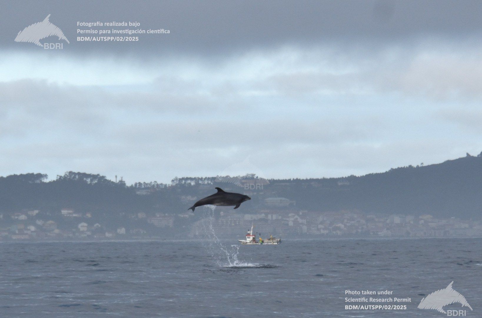 Biólogos, doctores y estudiantes del BDRI hacen un estrecho seguimiento de los mamíferos marinos en las rías de Vigo, Pontevedra y Arousa.