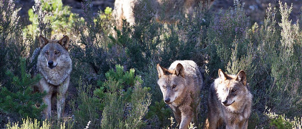 Convivir con lobos “es posible”, pero hace falta “apoyo e incentivos”, dice  un estudio - Faro de Vigo