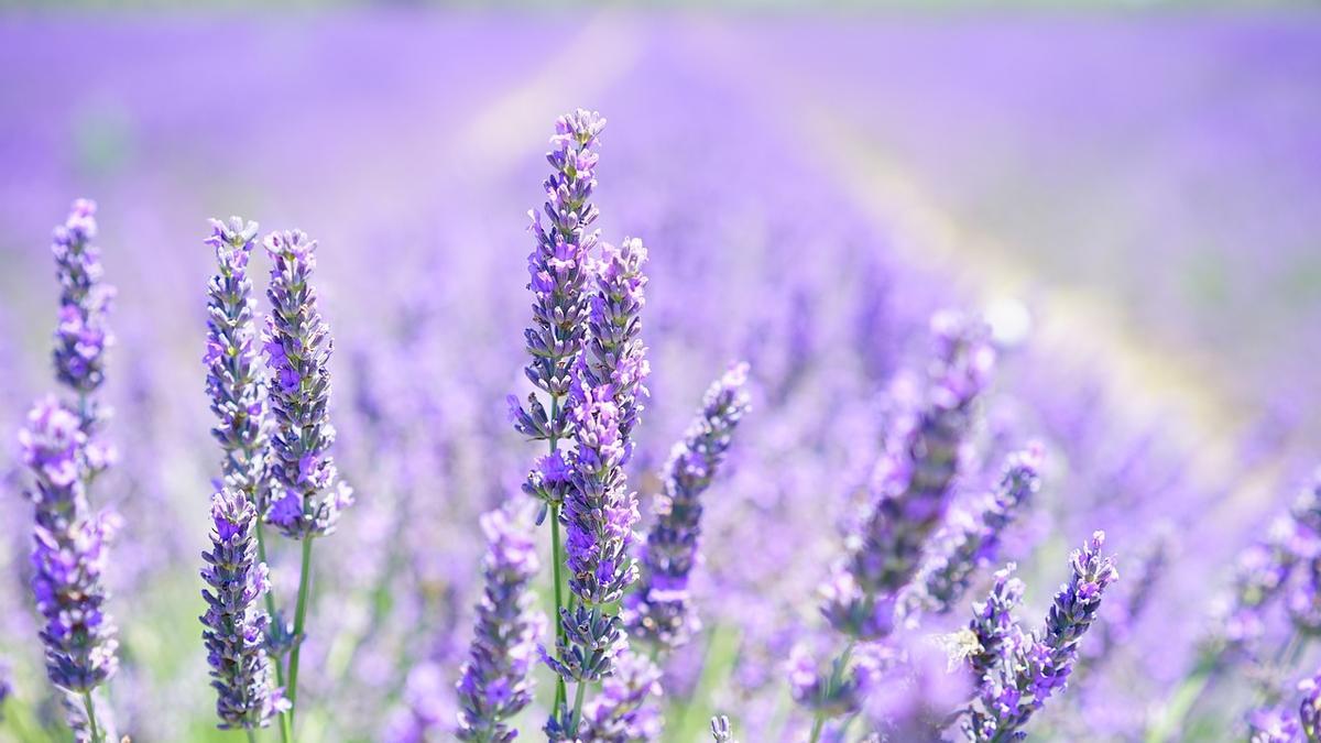 La lavanda es aromática y además ahuyenta mosquitos.