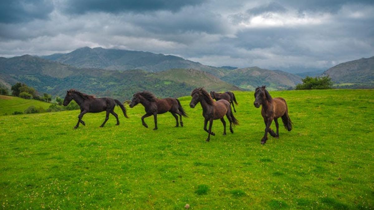 El asturcón, es una raza de caballo nativo de Asturias.