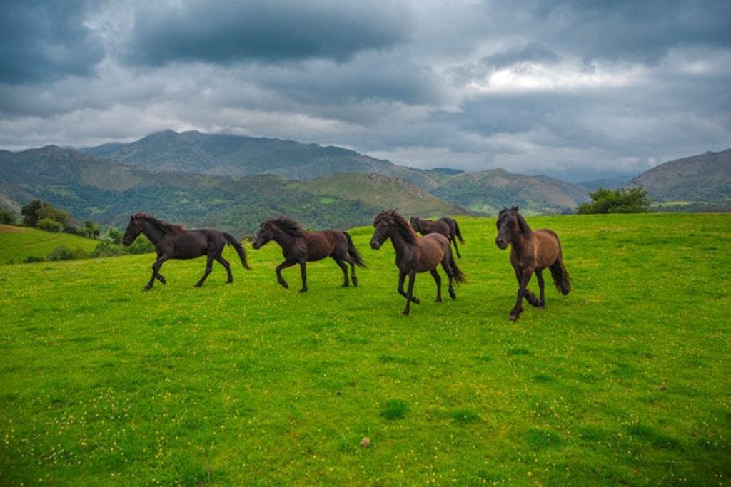 El asturcón, es una raza de caballo nativo de Asturias.