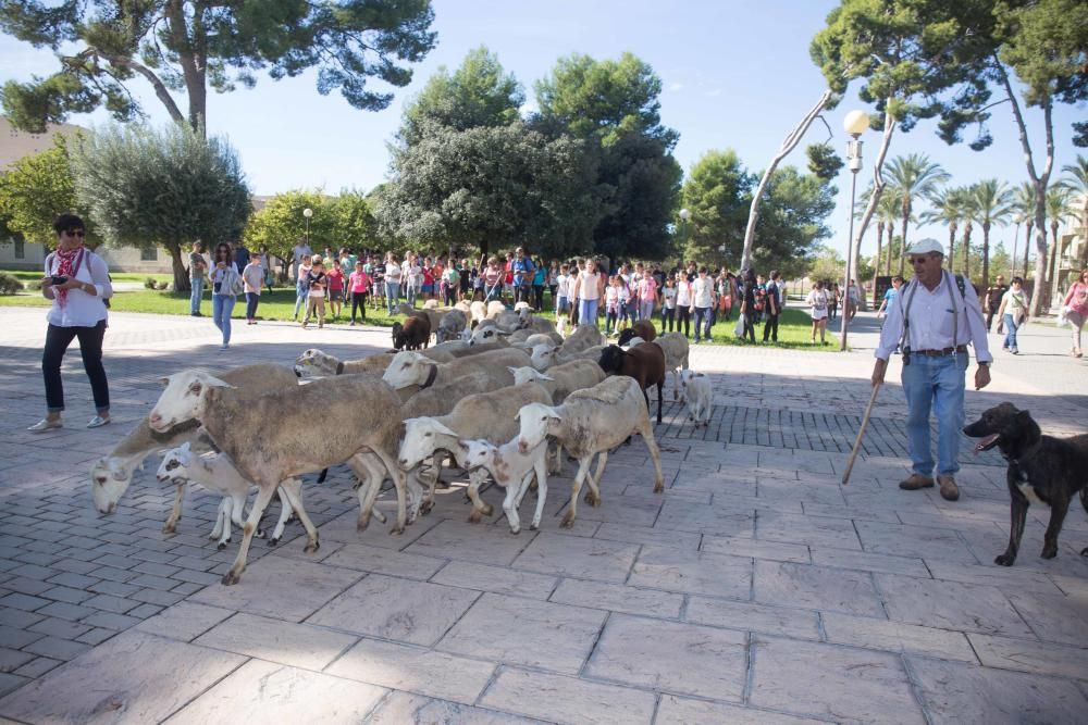 Ovejas por la Universidad