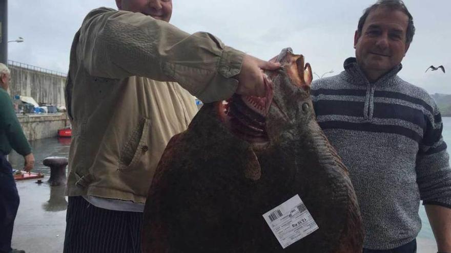 Un rodaballo de 13,1 kilos en Llanes