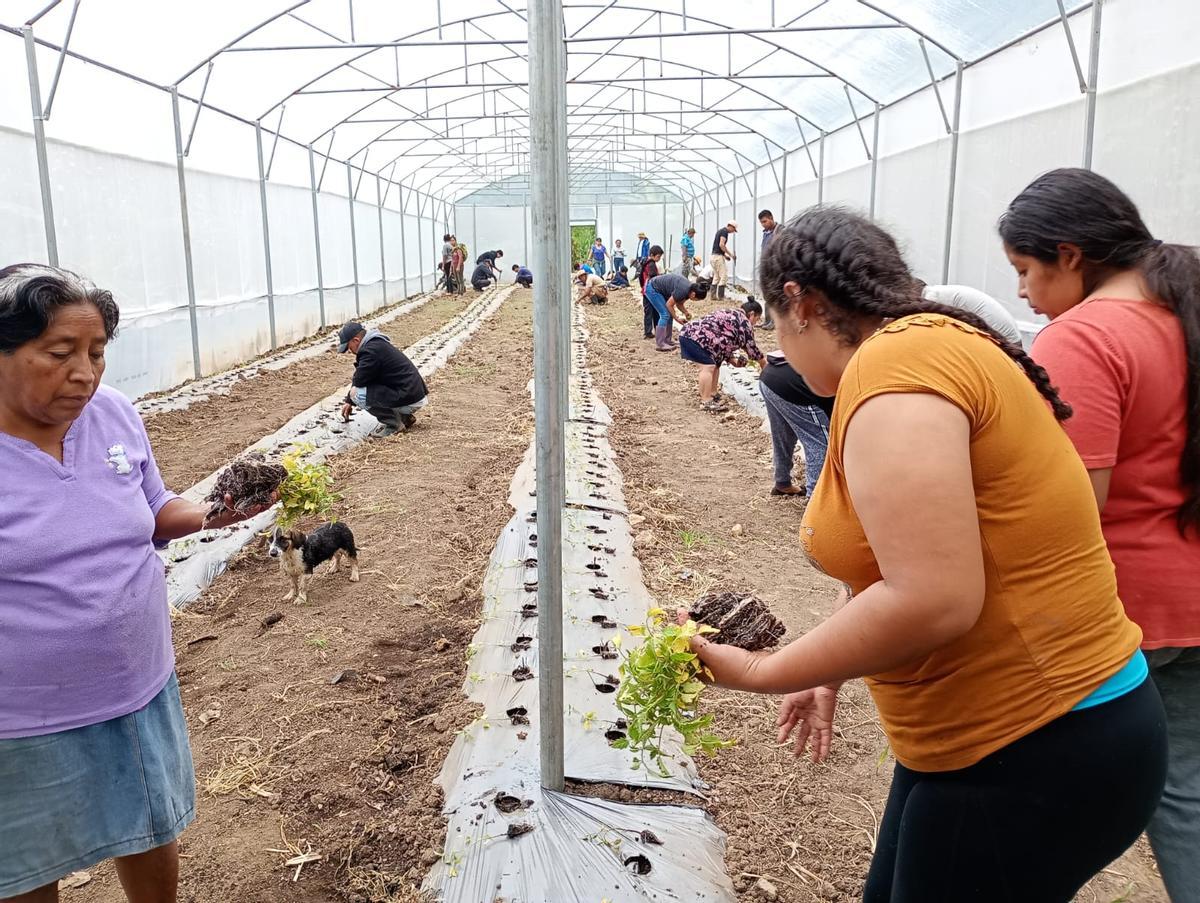 Demostració als hivernacles amb dones de San Antonio Huista, a Huehuetenango, Guatemala