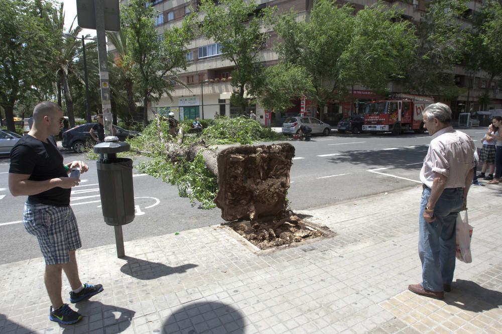 Un árbol se derrumba en la avenida de Burjassot de Valencia