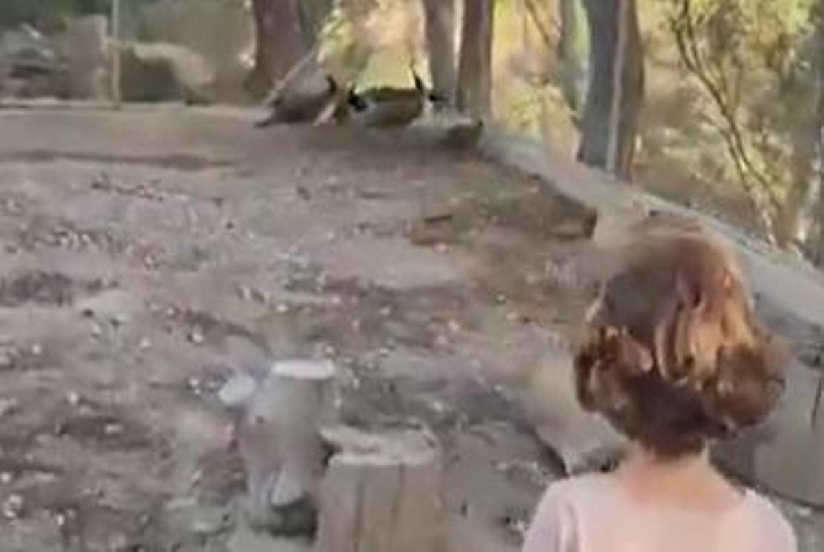 Un niño observa a los pavos reales en el patio de su colegio.