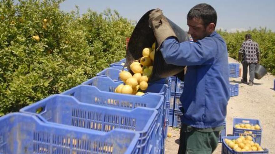 La superficie de cultivo de limón ha descendido un 34% en los últimos 15 años