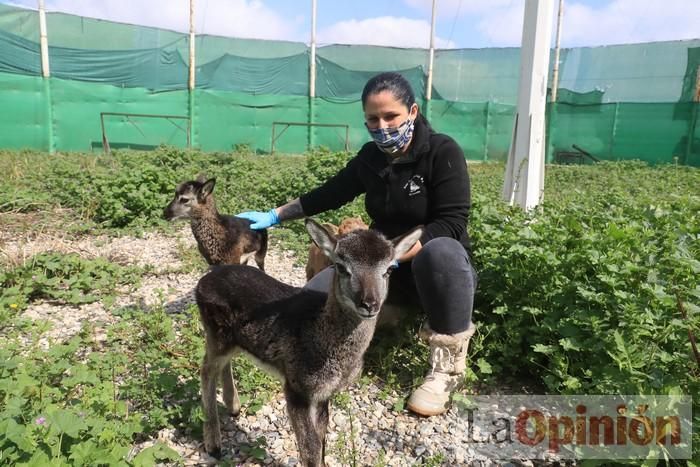 Las Águilas del Sol de Puerto Lumbreras piden ayud