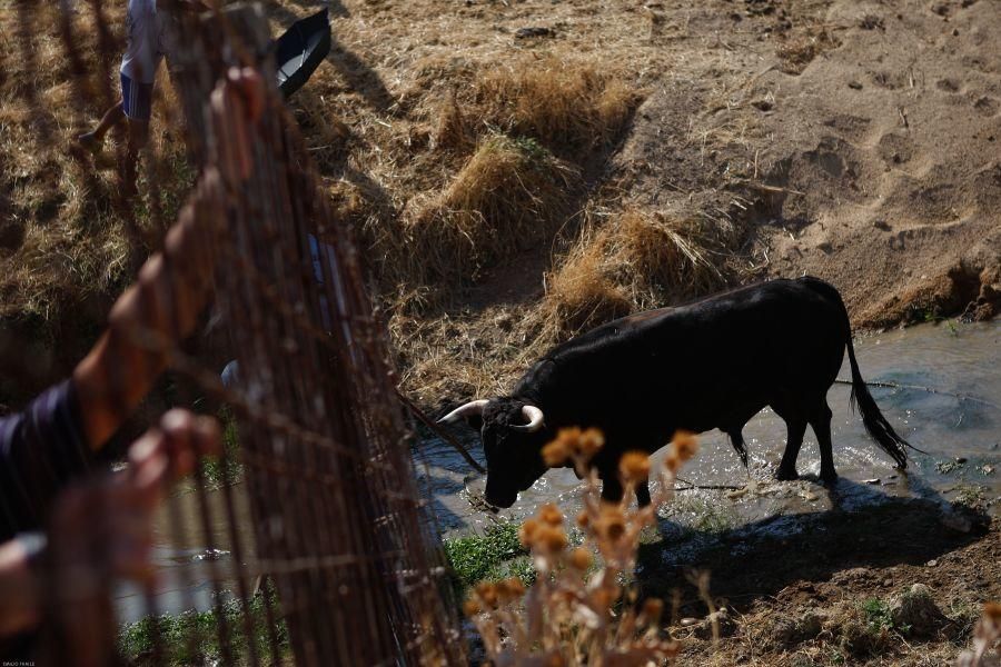 Fiestas en Zamora: Encierro en Venialbo