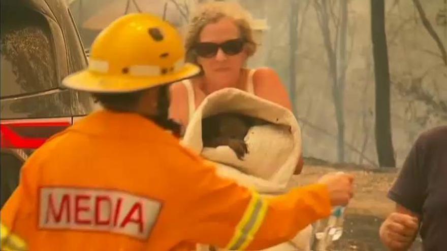 Emotivo rescate de un koala de entre las llamas de un incendio forestal en Sídney