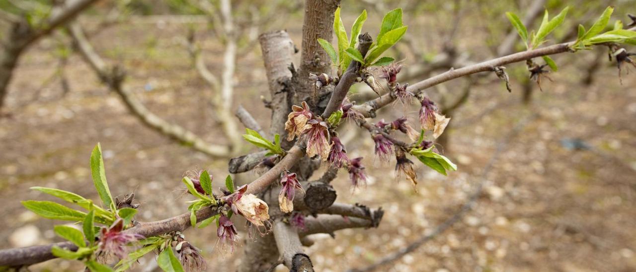 Efectos de las persistentes lluvias en la floración de un frutal en un campo de Carlet. | PERALES IBORRA