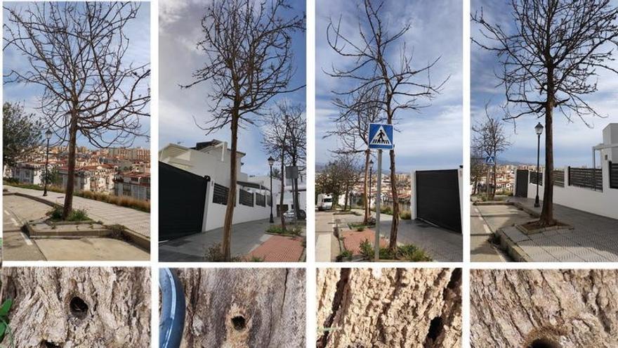 Gena denuncia la aniquilación de varios árboles en una urbanización de Torre del Mar